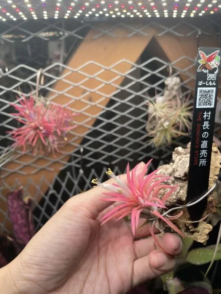ティランジア　イオナンタ　オールウェイズピンク