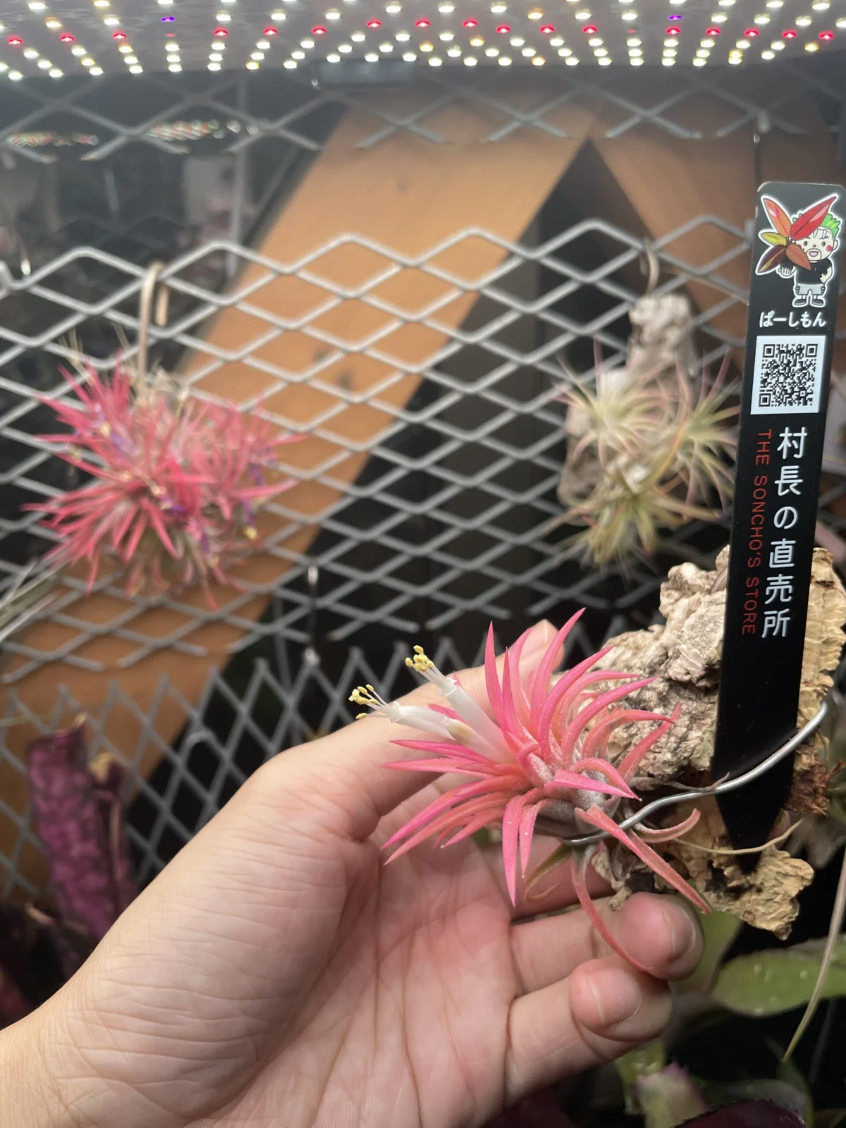 ティランジア　イオナンタ　オールウェイズピンク