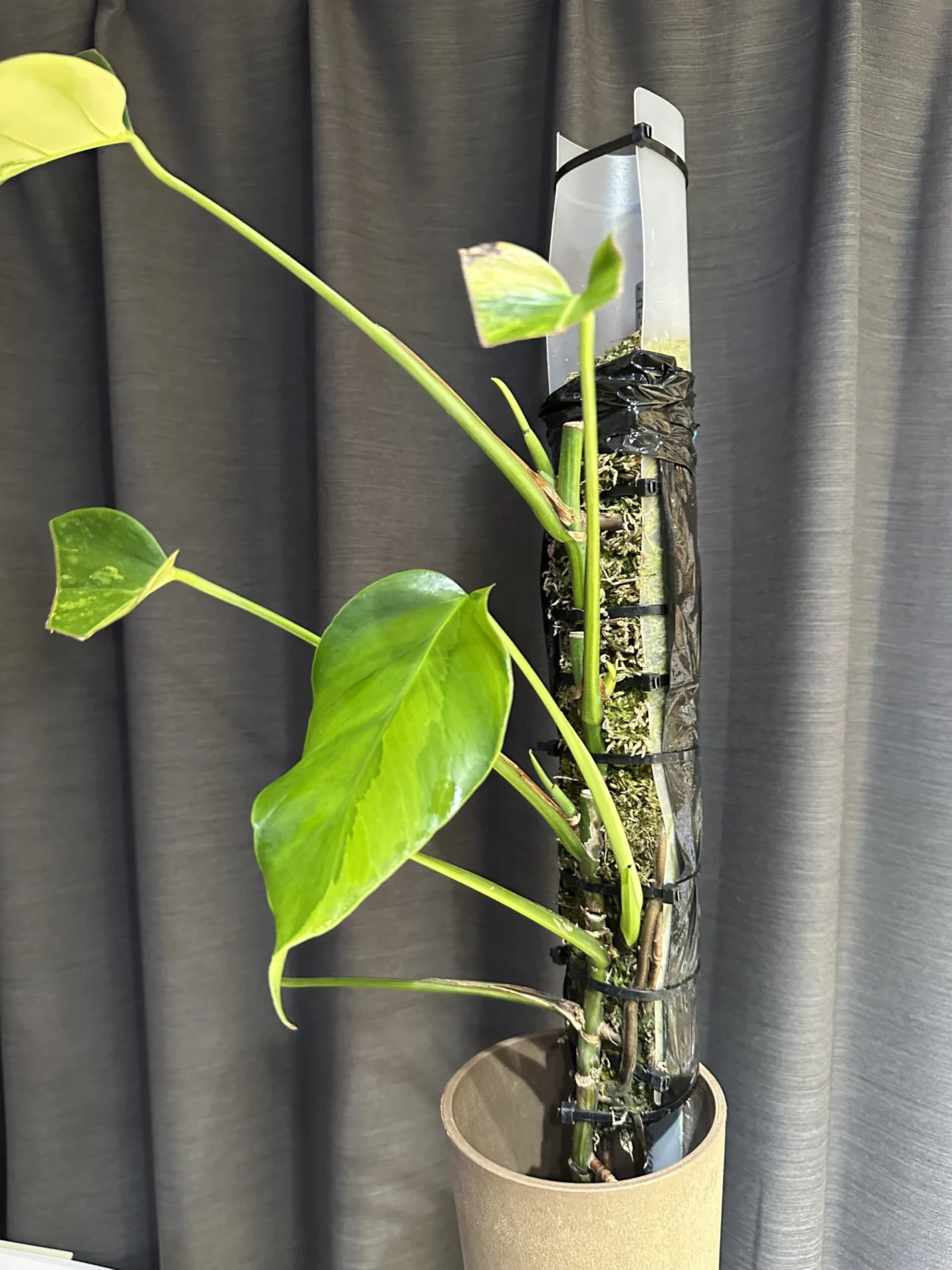 モンステラ　オーレア