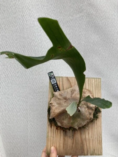 ビカクシダ 広葉 成長記録③