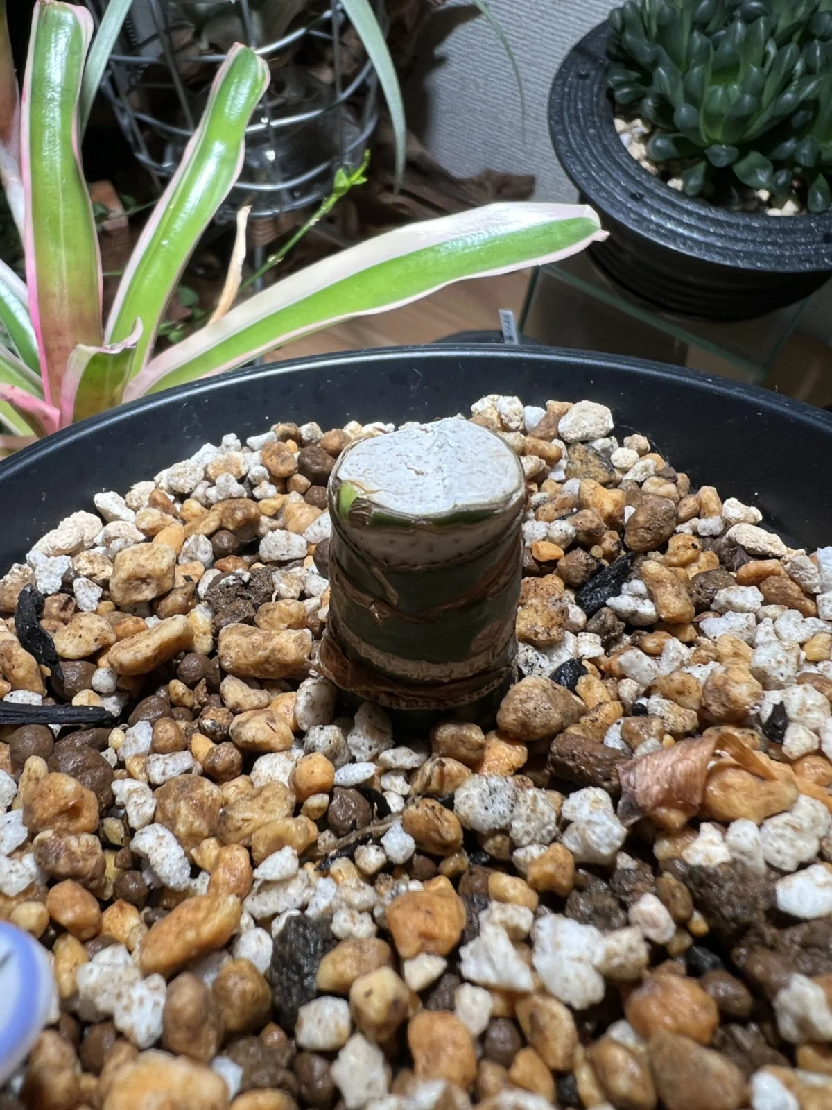 アロカシア　グリーンベルベット　斑入り