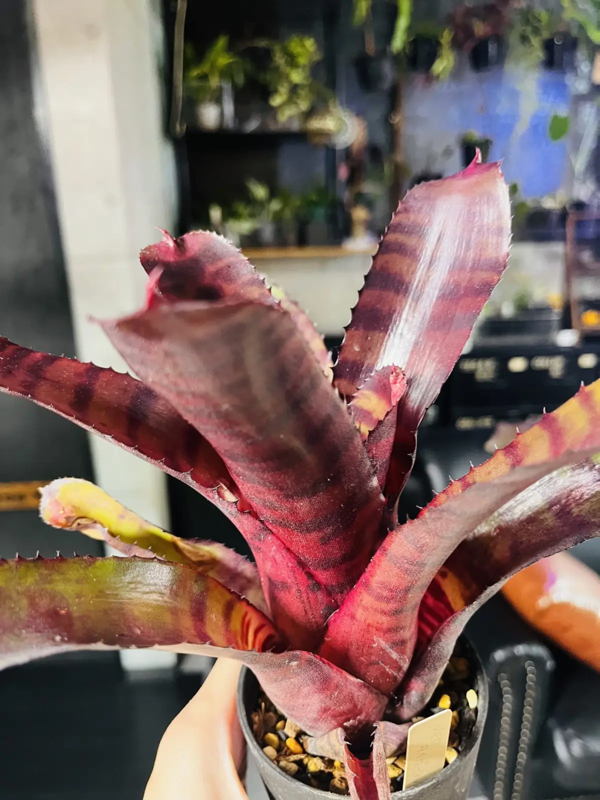 ネオレゲリア　レッドタイガー　子株