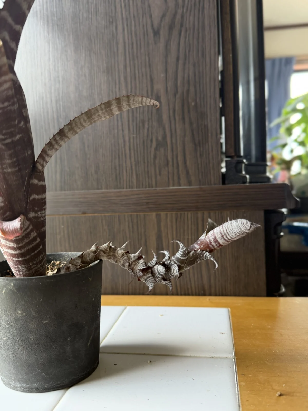 エクメア クランベリーフロスト 子株