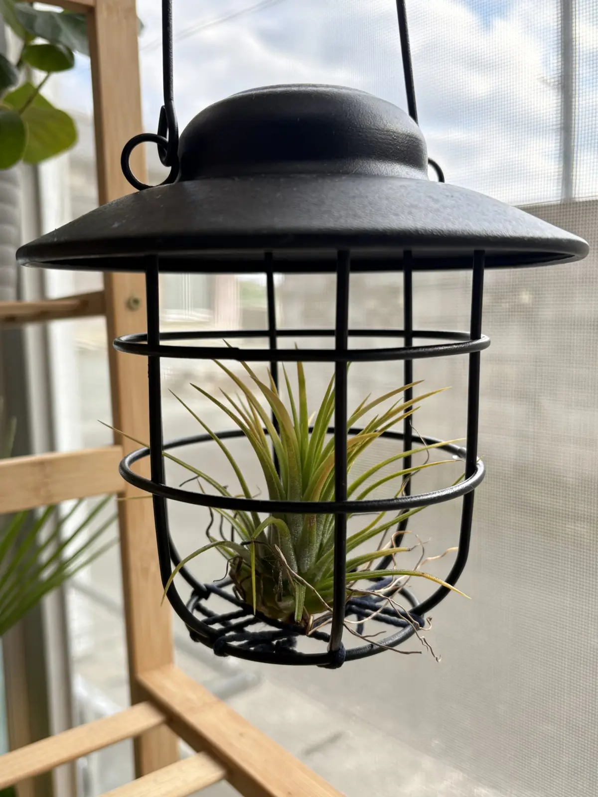 イオナンタ　フエゴ　アルビノ