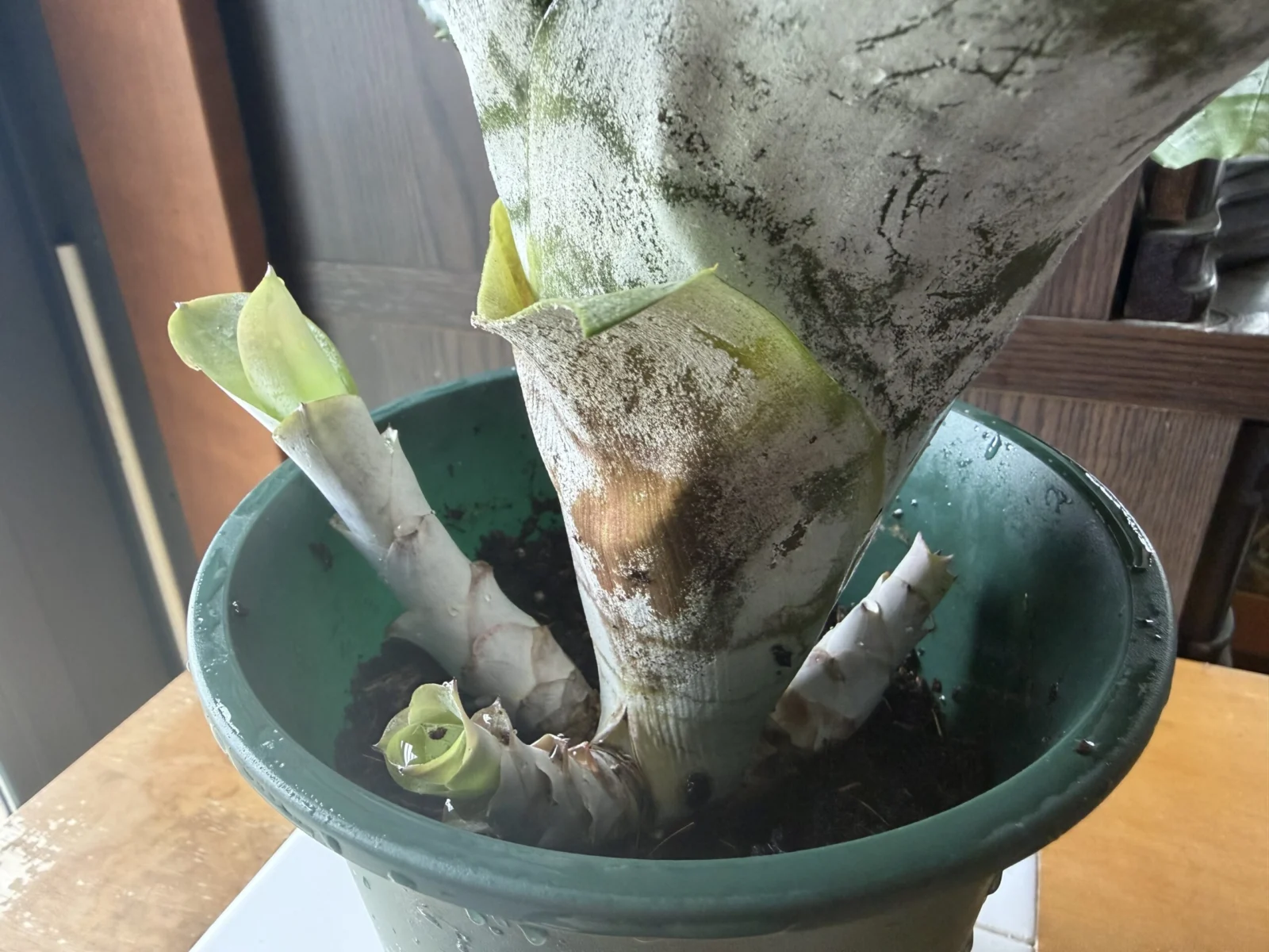 エクメア ファシアータ 子株