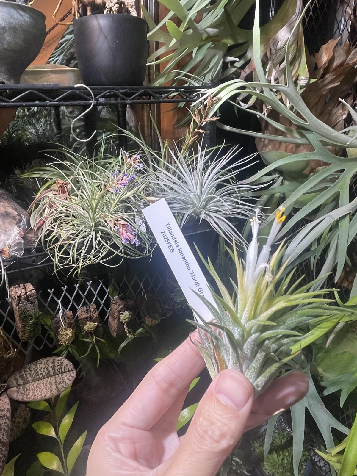 ティランジア　イオナンタ　マルディグラ