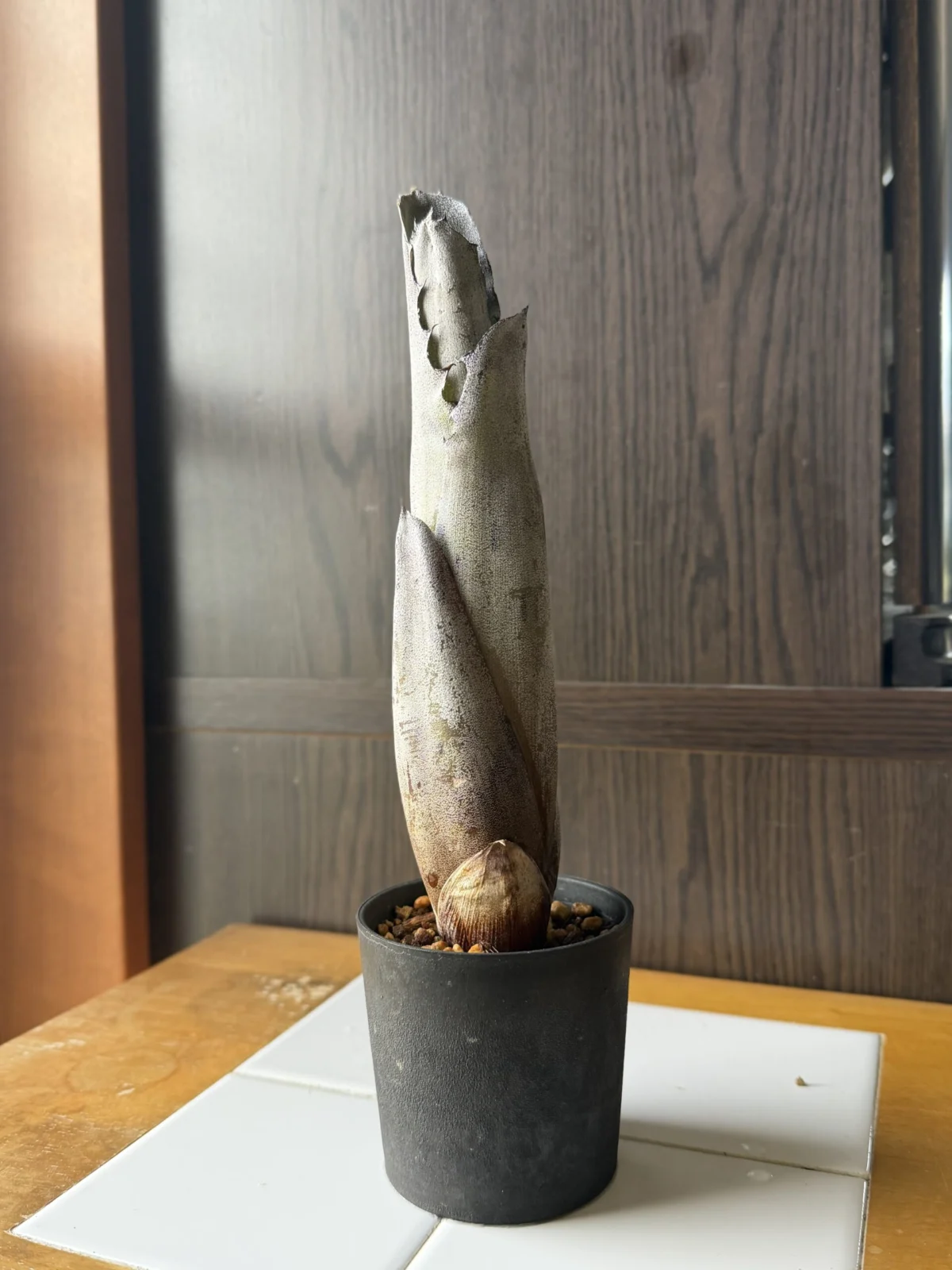 ホヘンベルギア サンドラズマウンテン