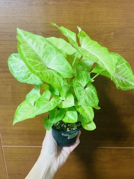 シンゴニウム　100均