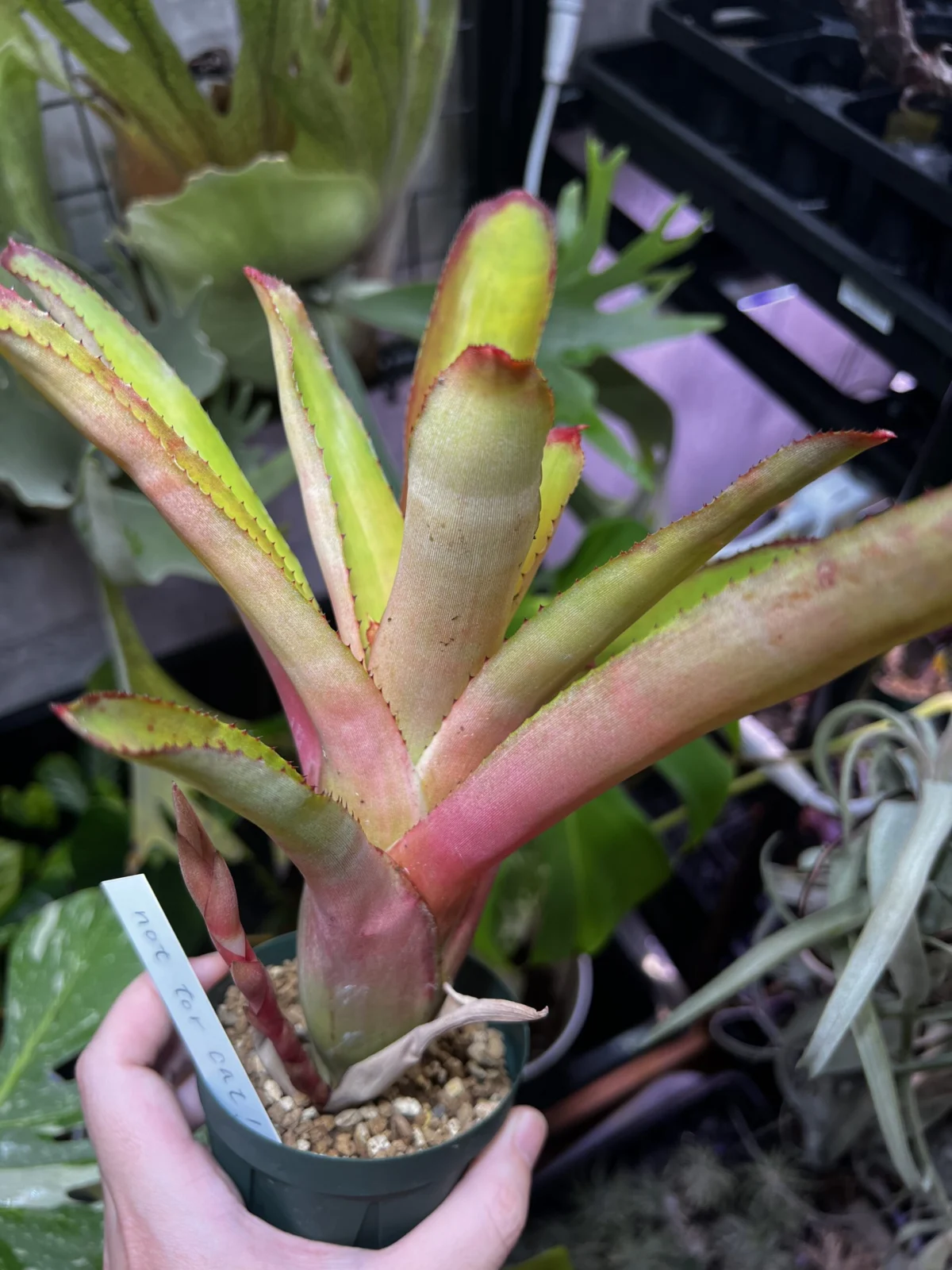 ネオレゲリア　エルトニアナ#2 ロングストロン