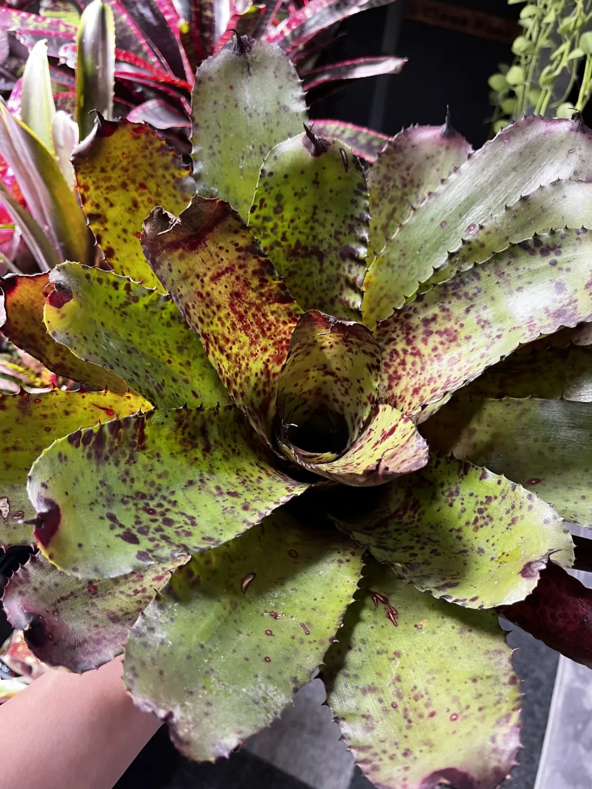 ネオレゲリア カルカロドン レッドスパイン