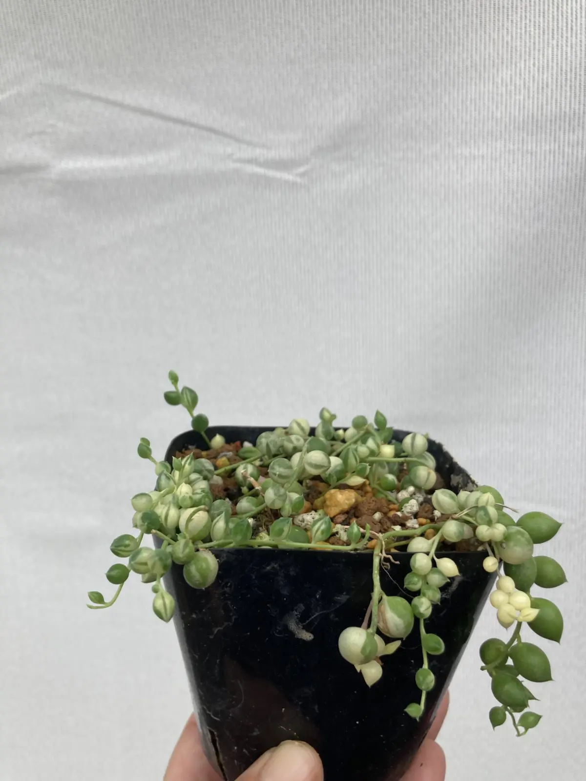 グリーンネックレス 斑入り