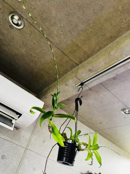 カリシア　フレグランス　花芽