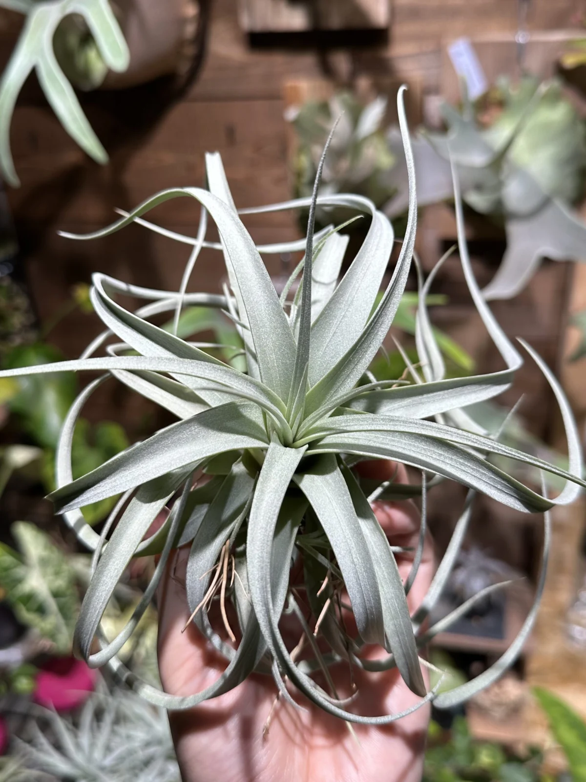 ティランジア　キセログラフィカ×ロシー