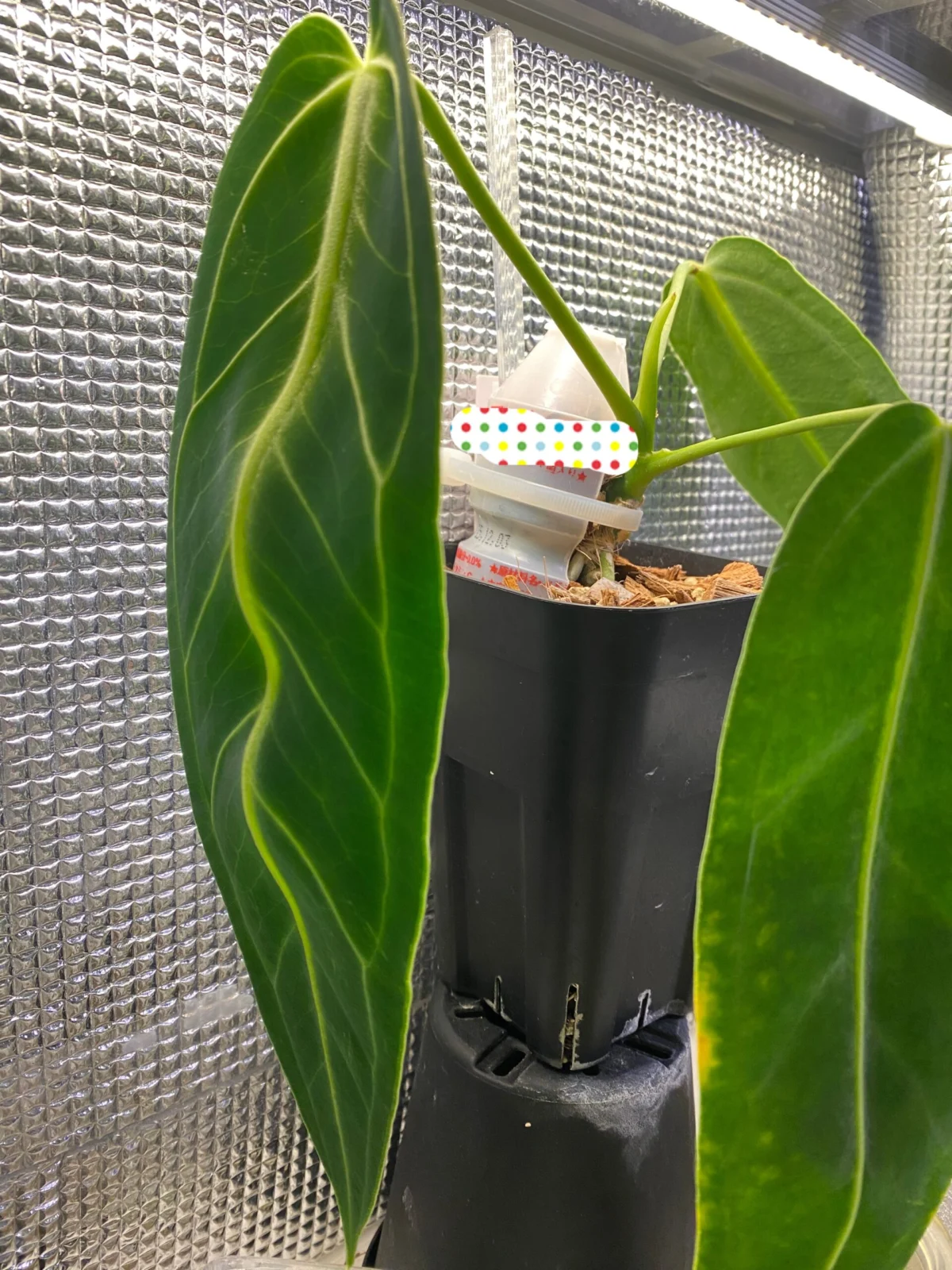 アンスリウム　ワロクアーナム