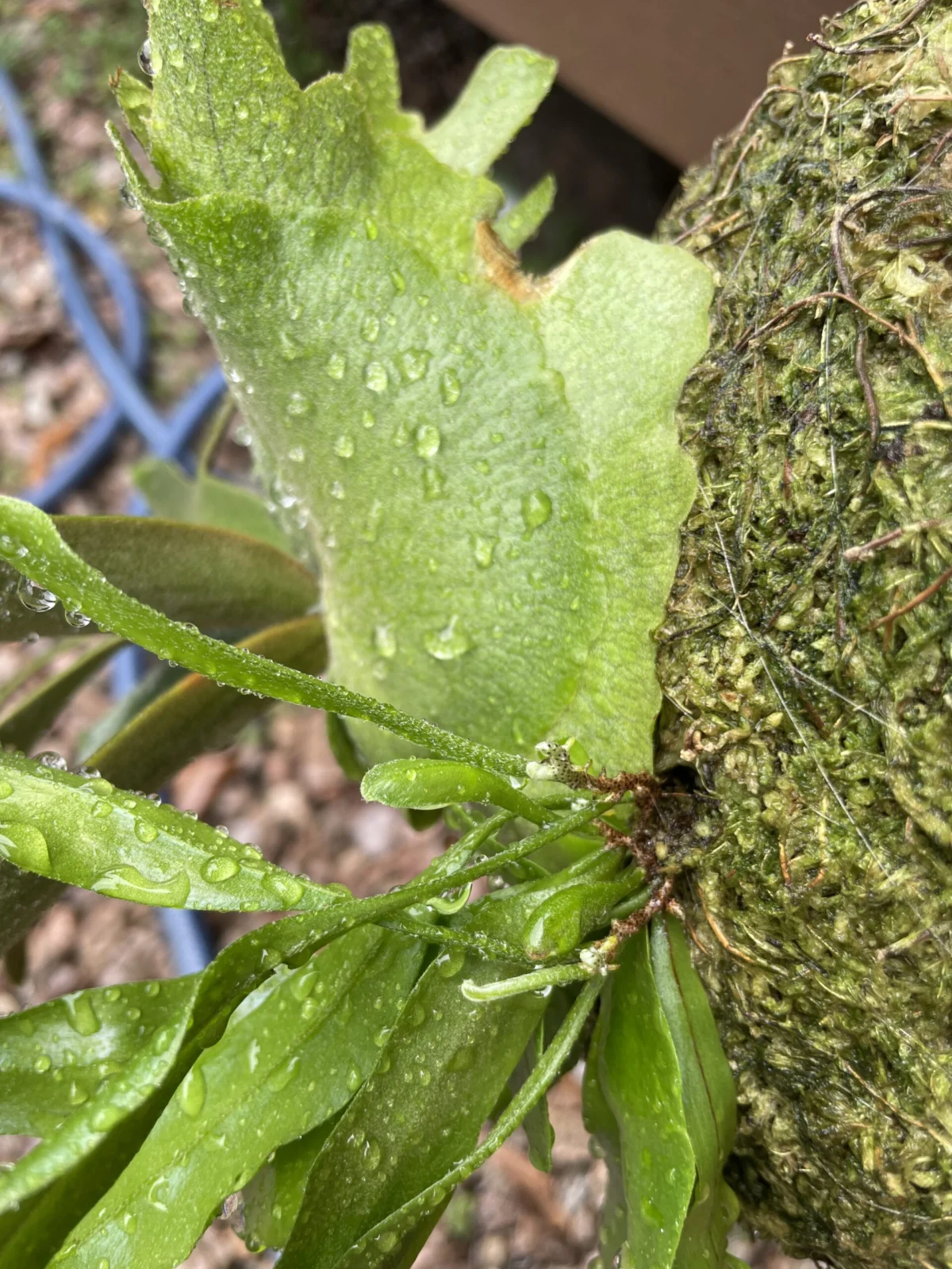 ビカクシダ　ウィリンキー　お隣さん