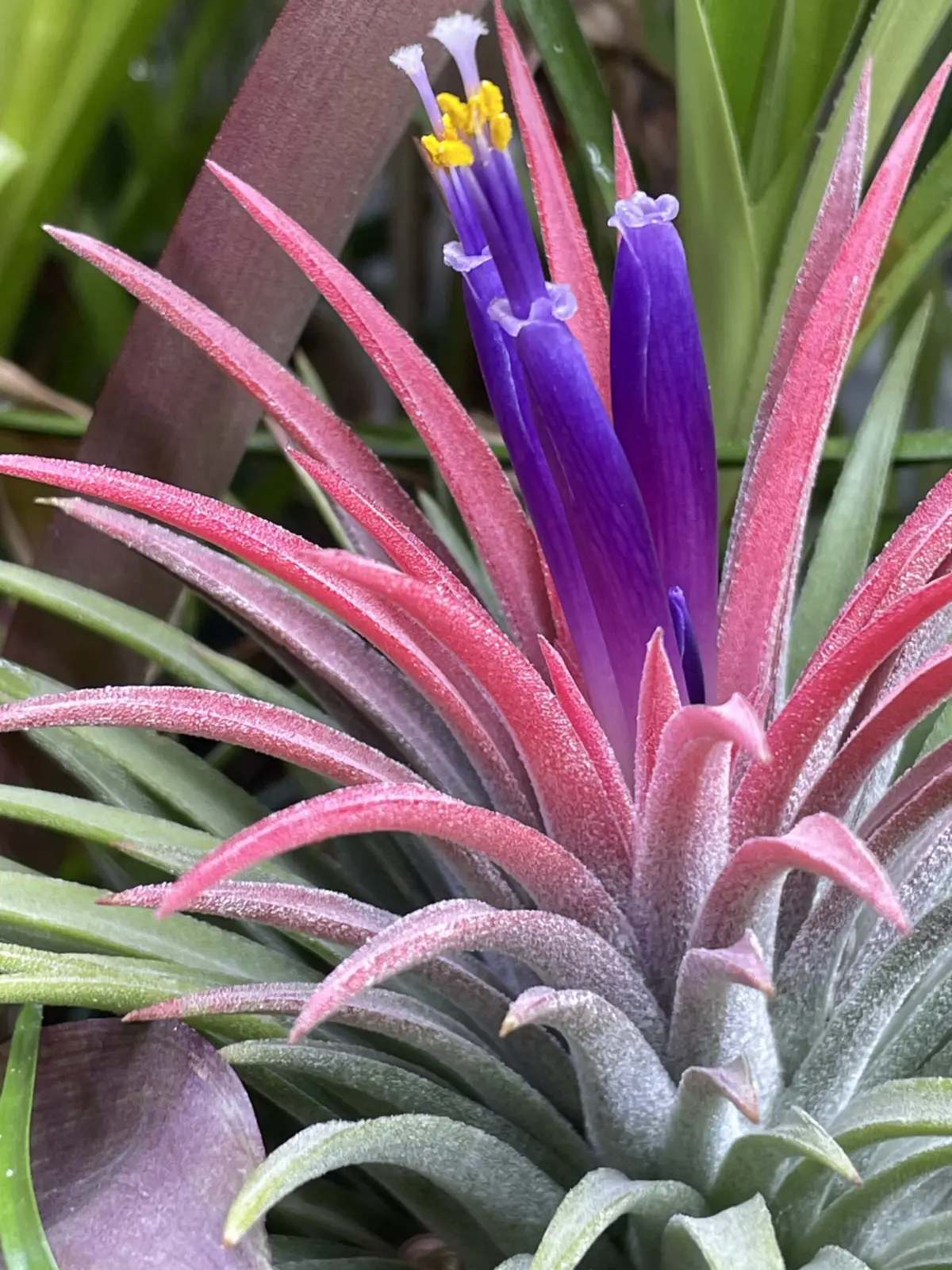 ティランジア イオナンタ カーリージァイアント