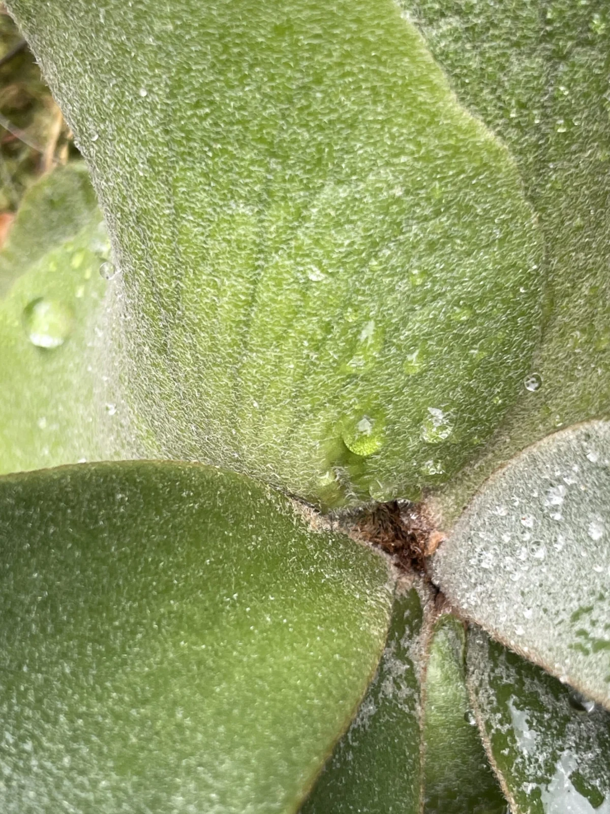 ビカクシダ　ウィリンキー