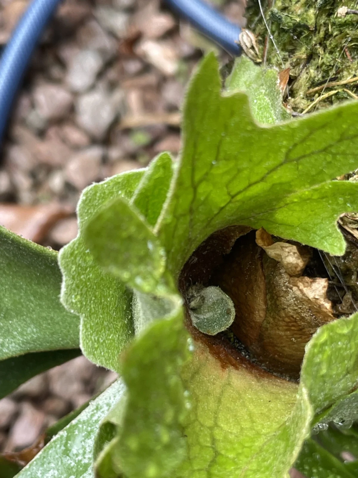 ビカクシダ　ウィリンキー