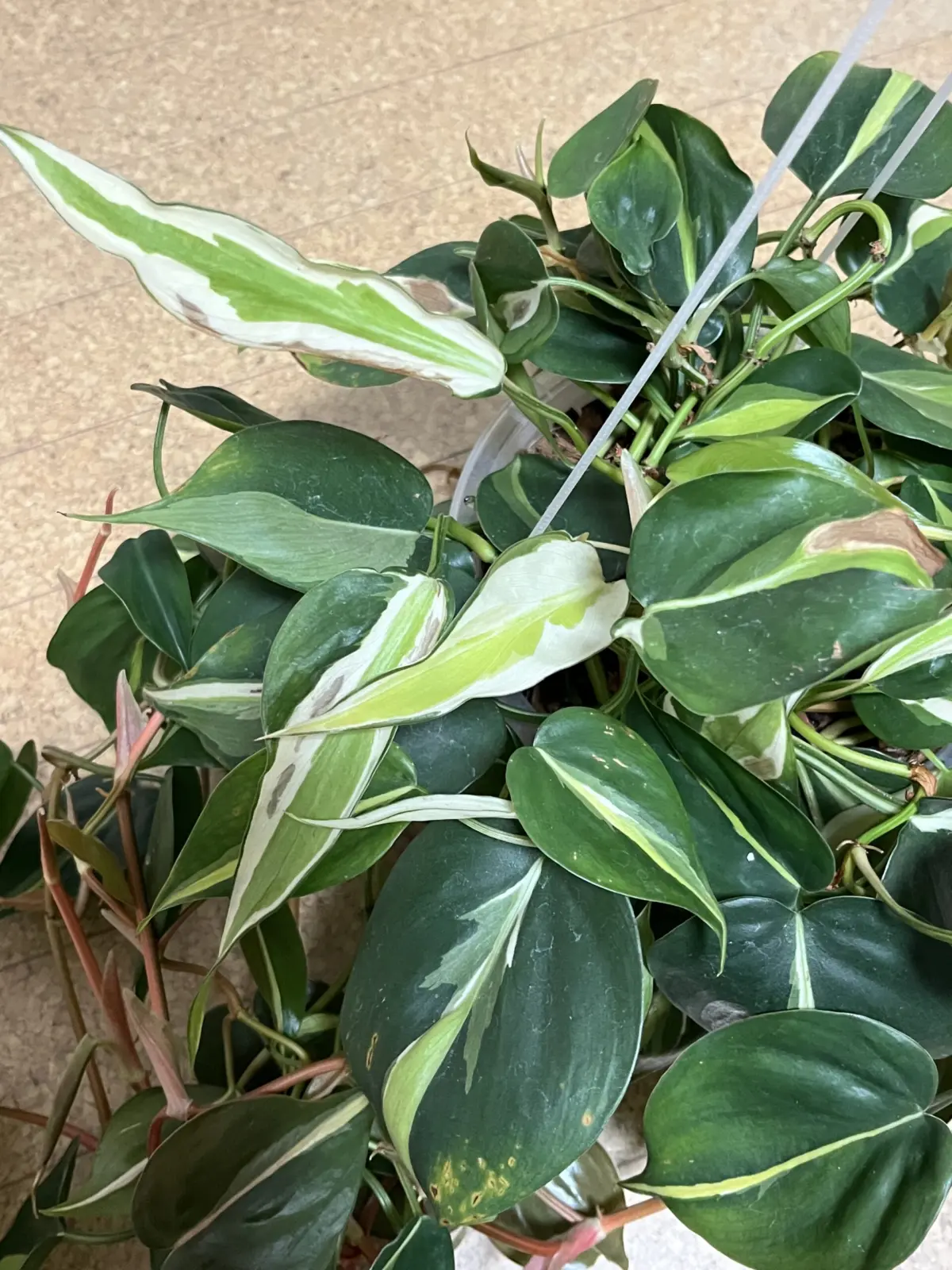 フィロデンドロン クリームスプラッシュ