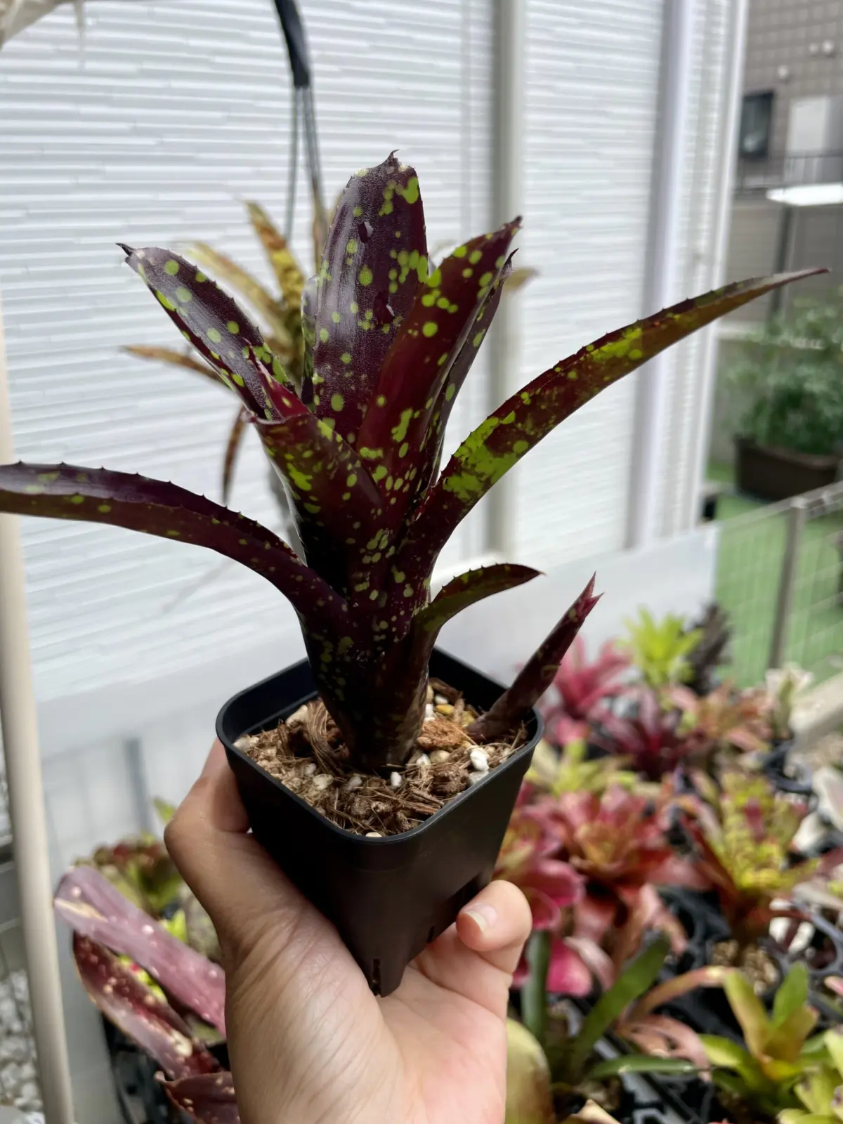 ネオレゲリア　ドミノ