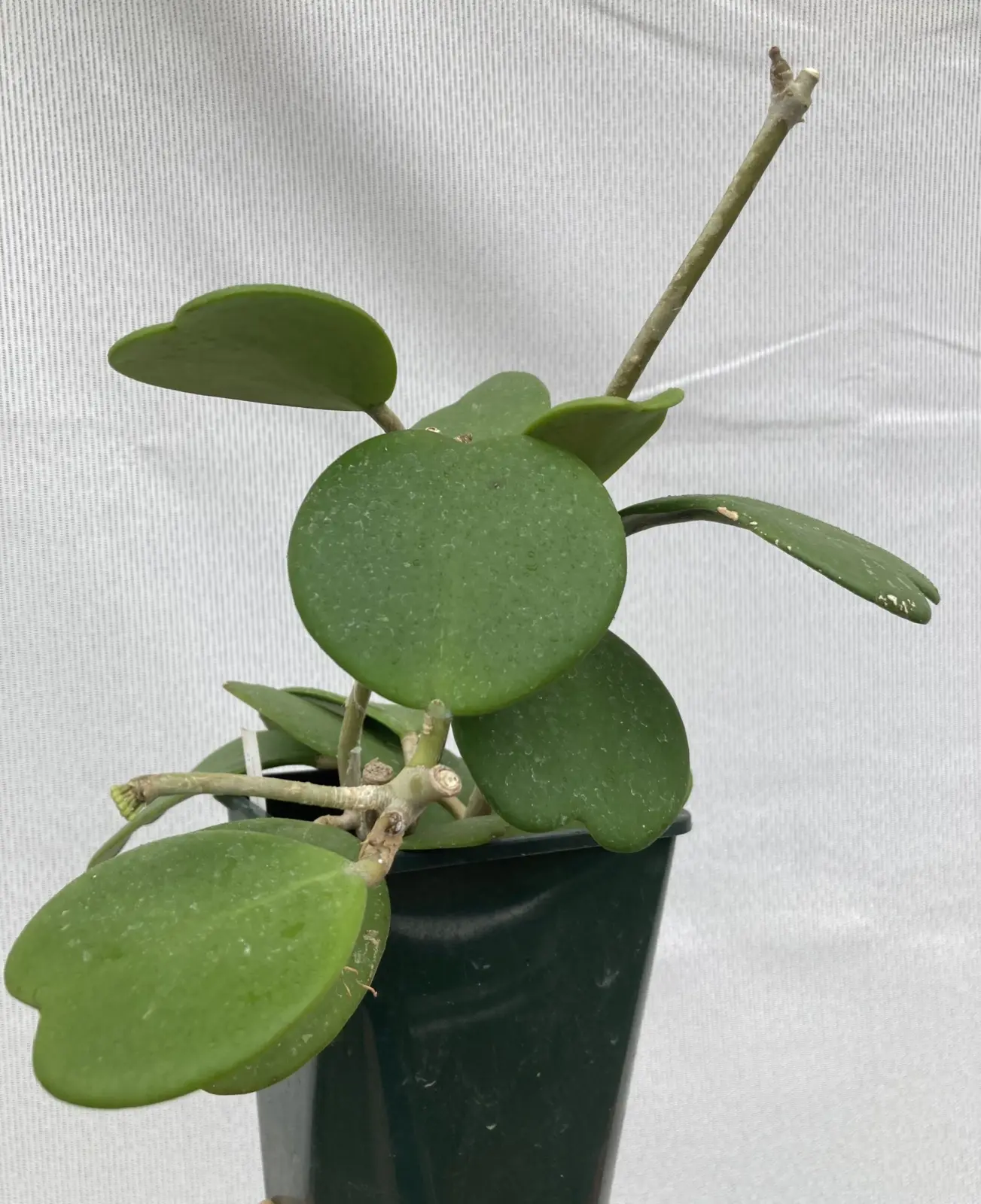 ホヤ カーリー ハートホヤ ①