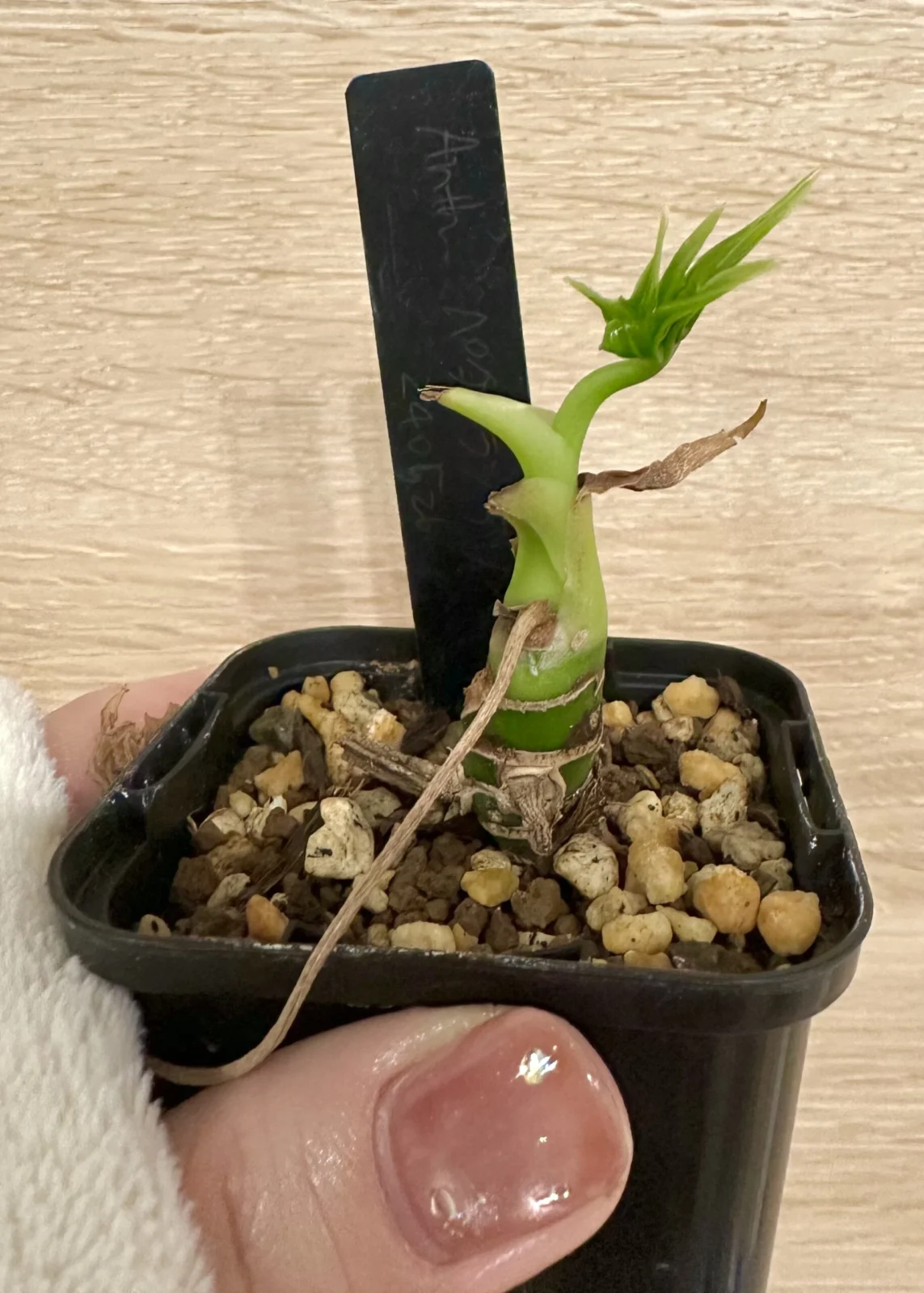 アンスリウム　ペダトラジアツム