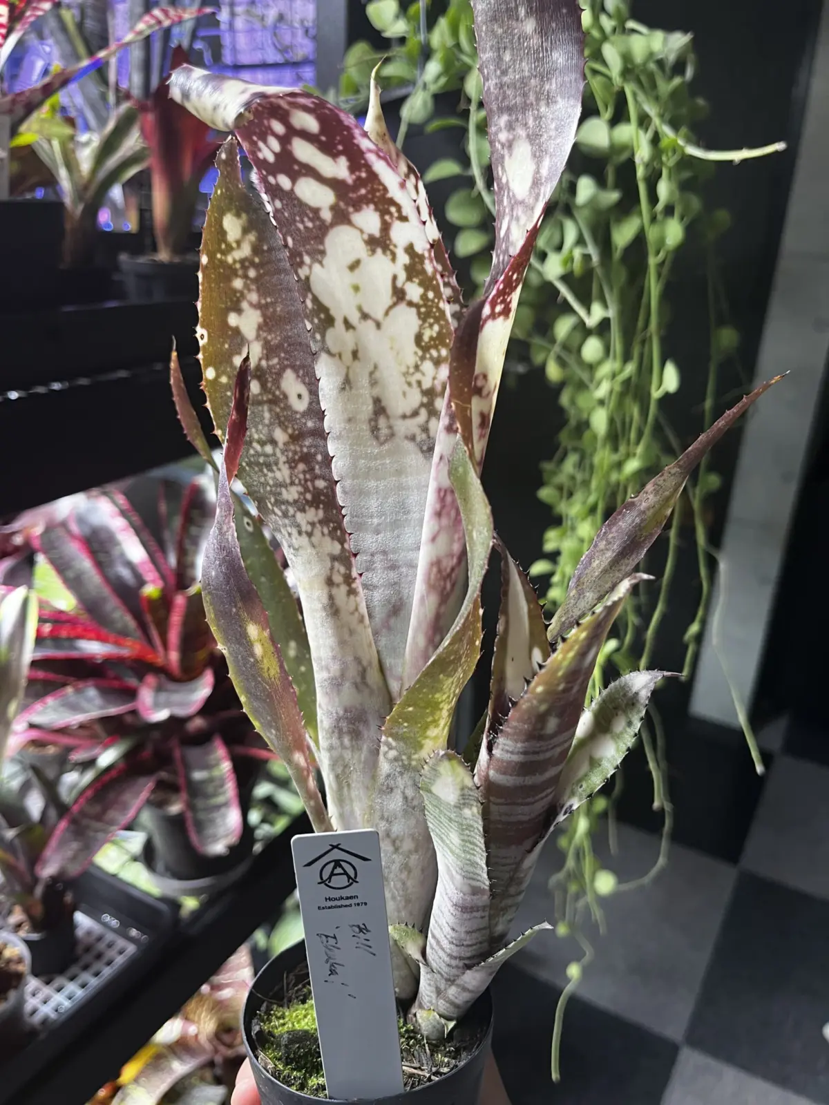 ビルベルギア　エフカイ　子株