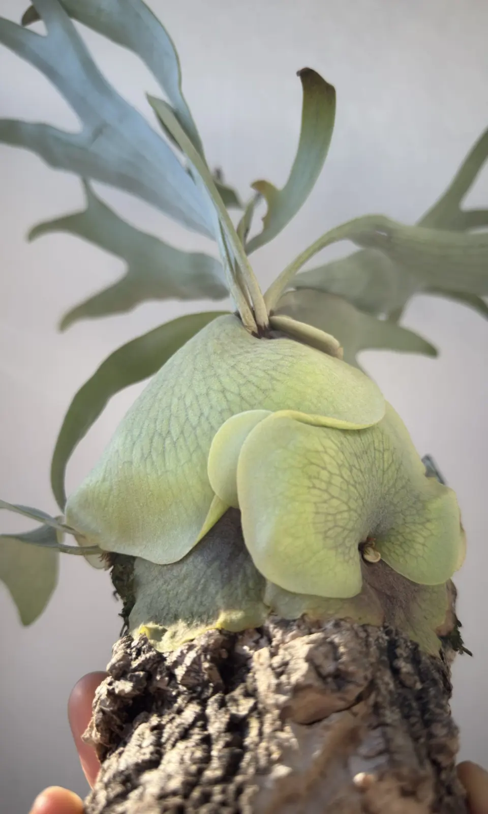 ビカクシダ キヨマサ