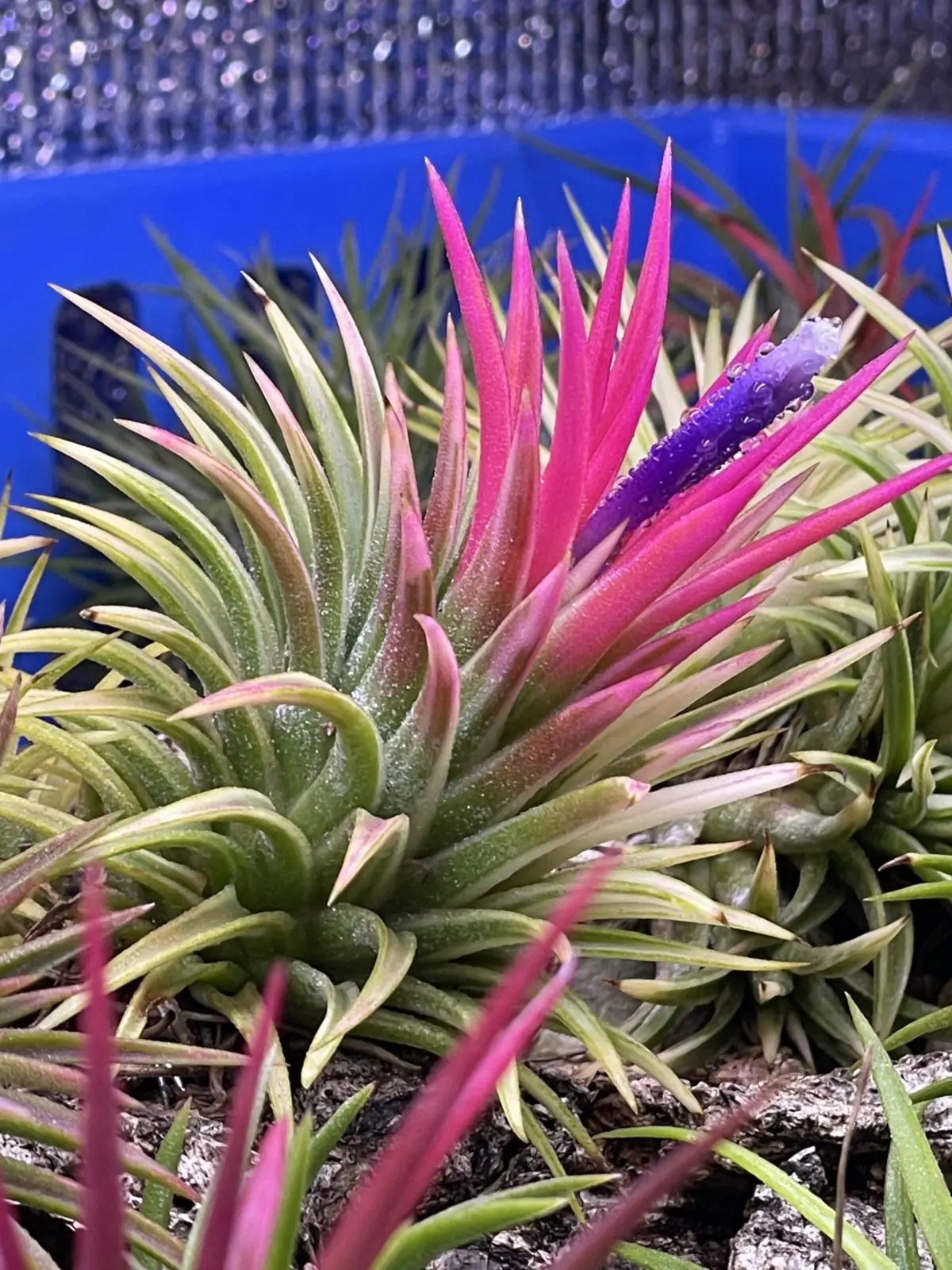 ティランジア イオナンタ アルボマージナータ 開花直前