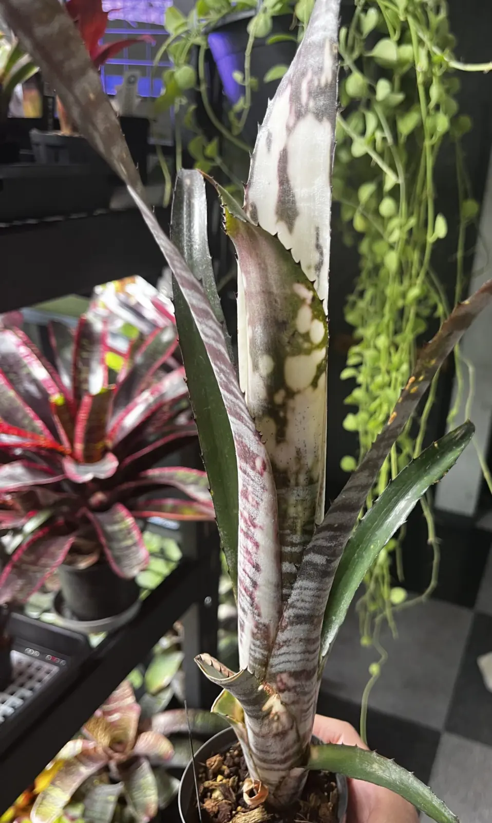 ビルベルギア パイプライン