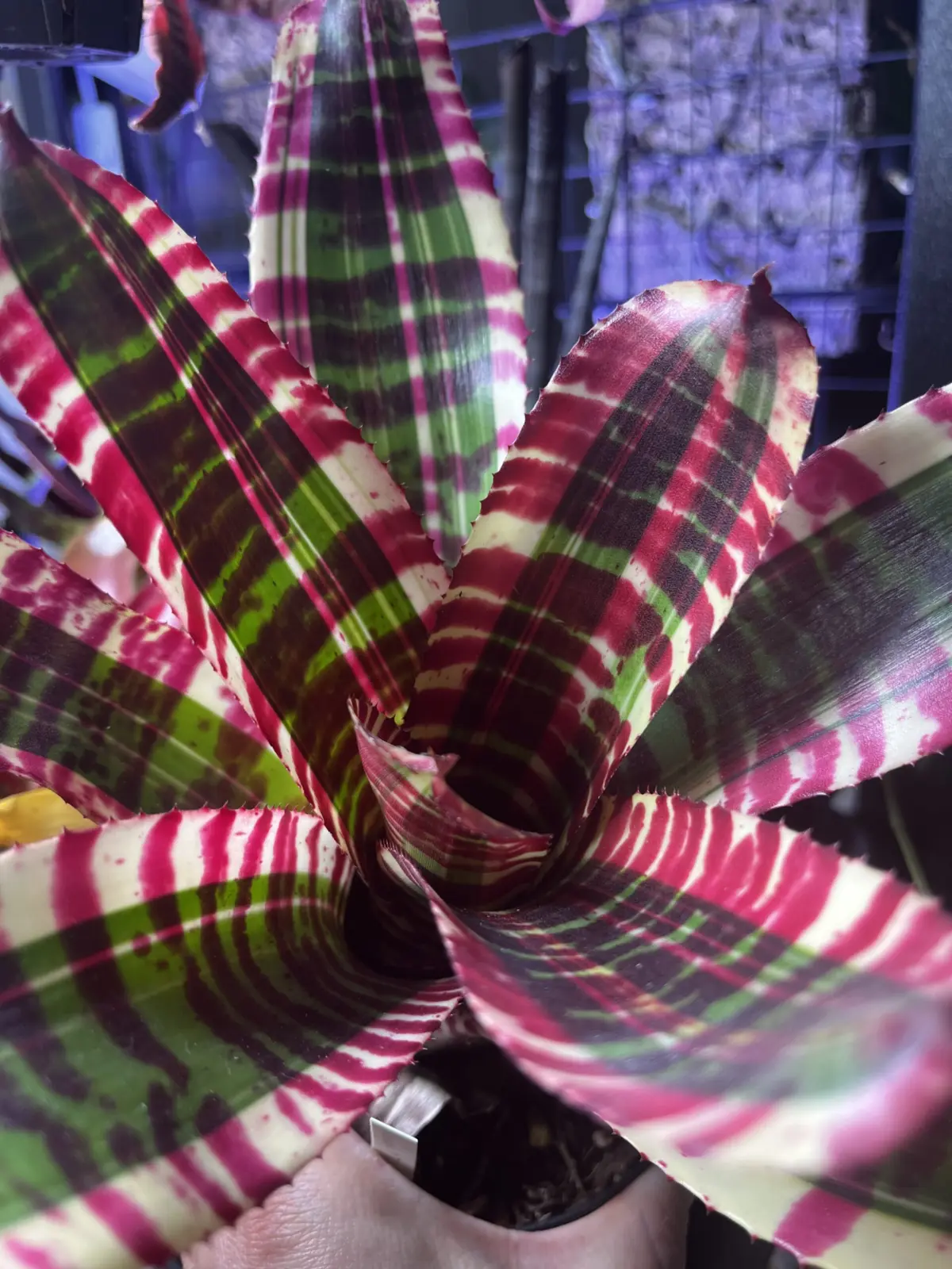 ネオレゲリア　ジェットセトラー