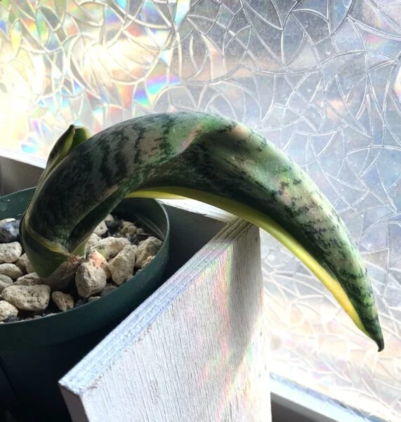 サンセベリア　バードビーク