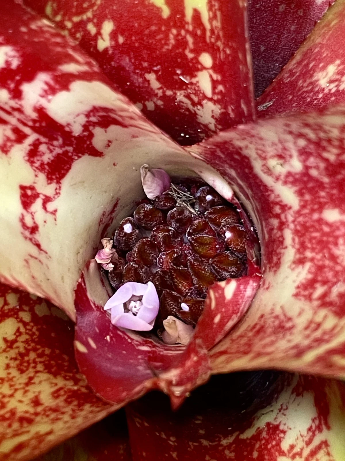 ネオメア　レゲエサンスプラッシュ