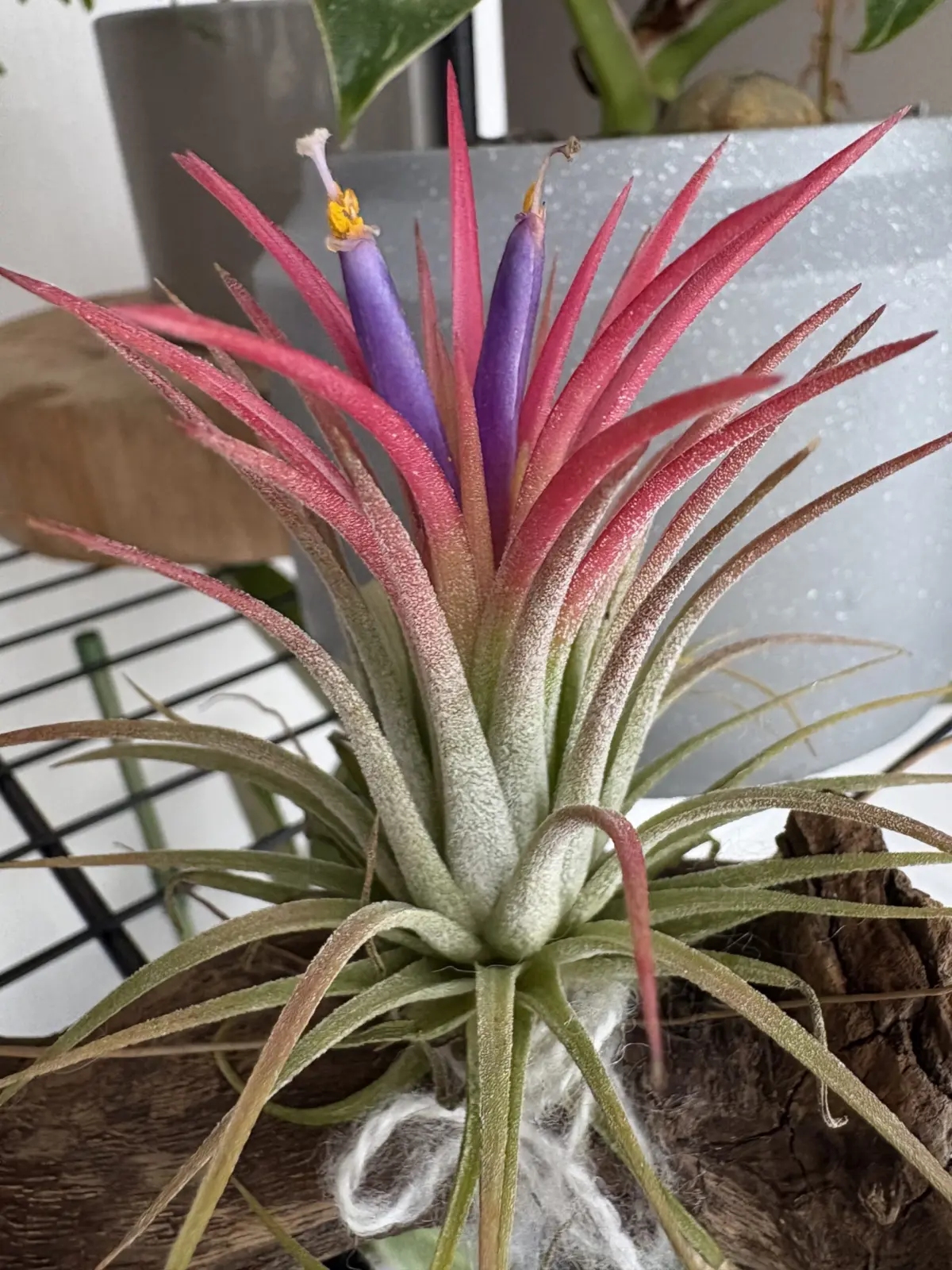 イオナンタ　フエゴ　ピンク　札落ち