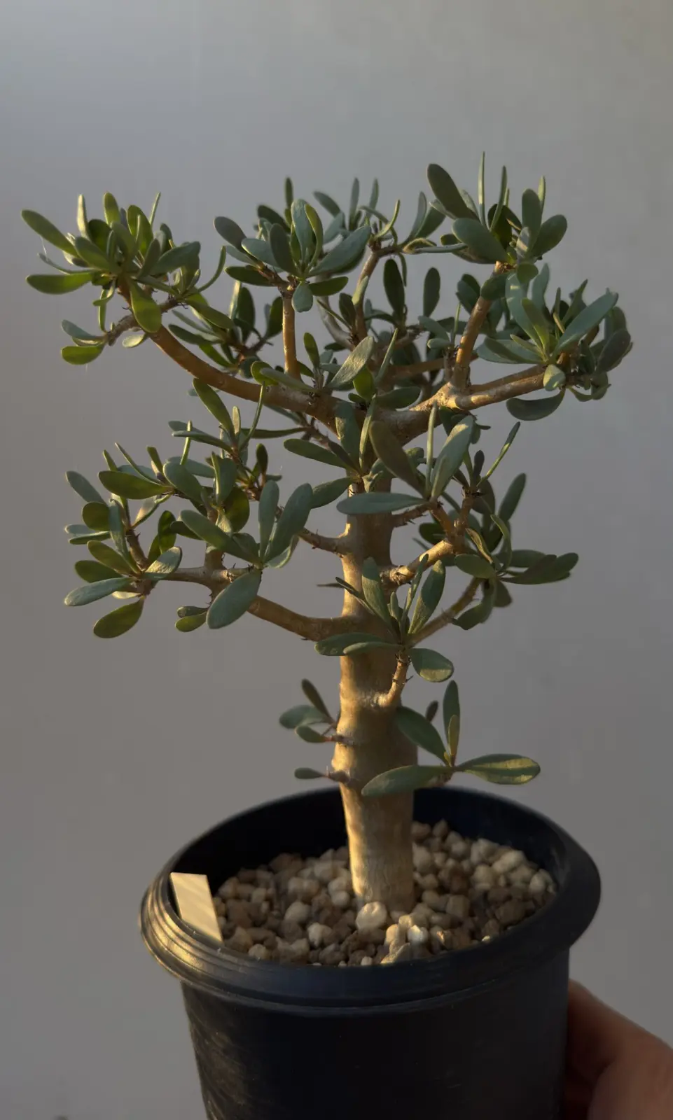 オトンナ アルブスクラ