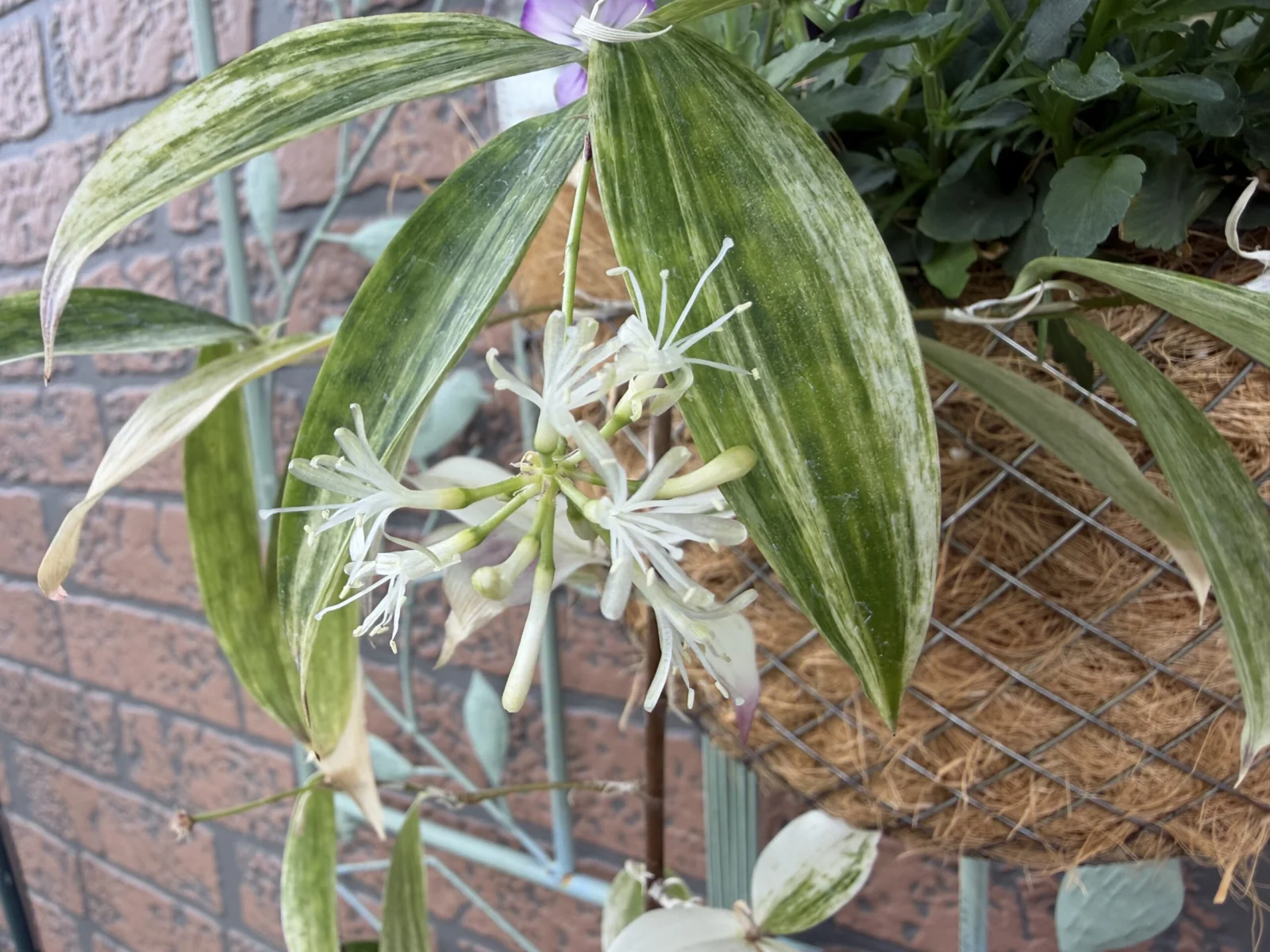 ドラセナ ゴッドセフィアナ スルクロサ 花