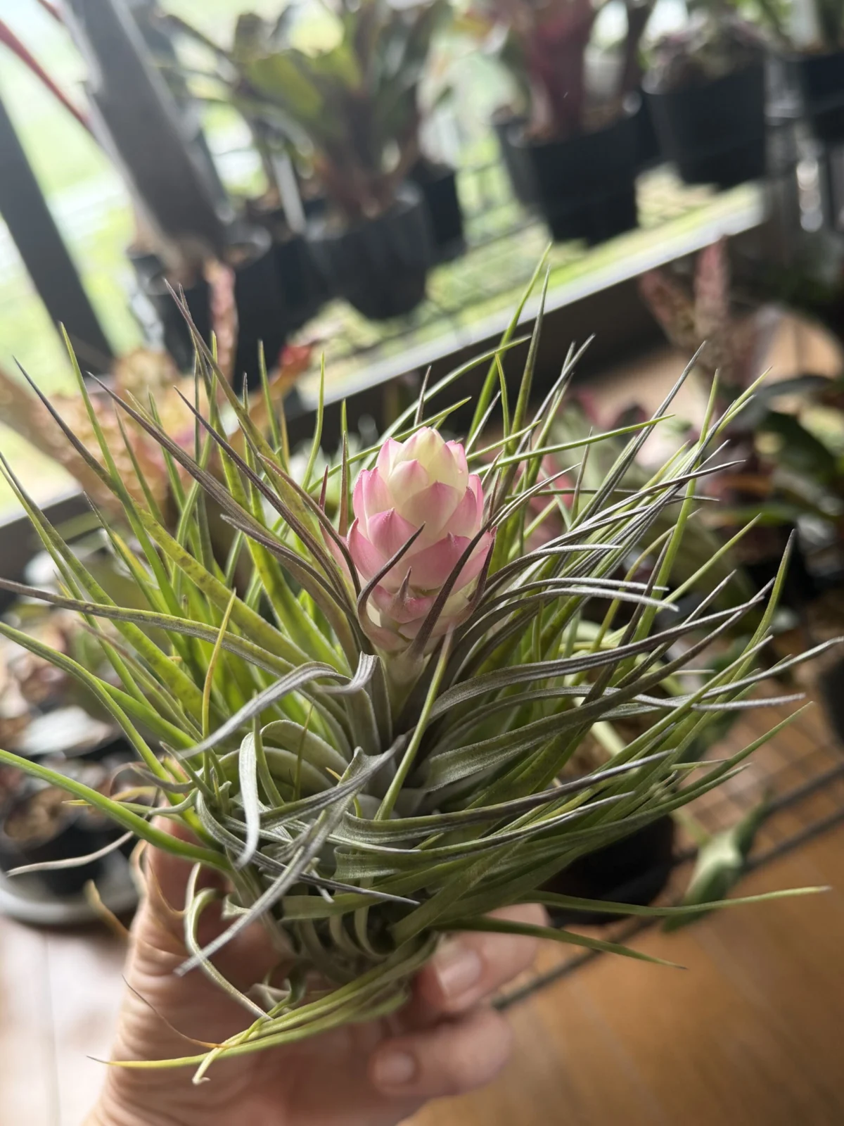 ティランジア ストリクタ ブリットマン 花