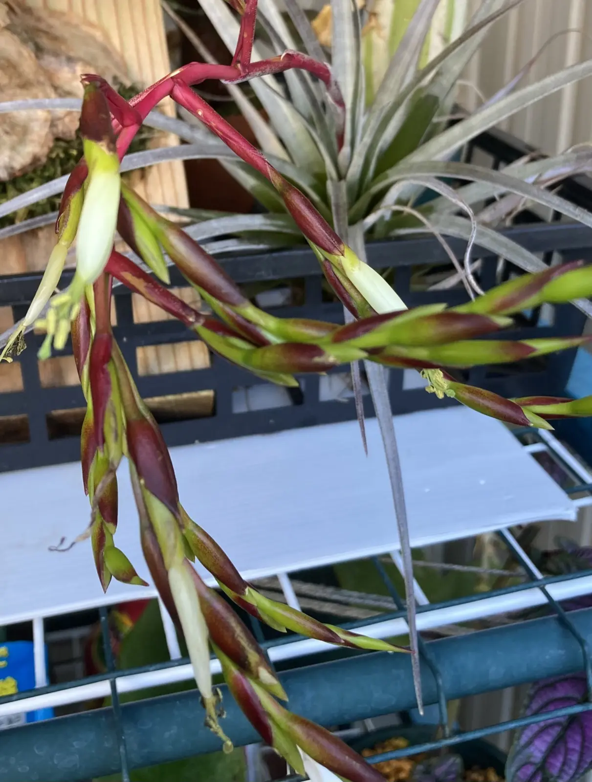 ティランジア ウトリクラータ プリングレイ 花