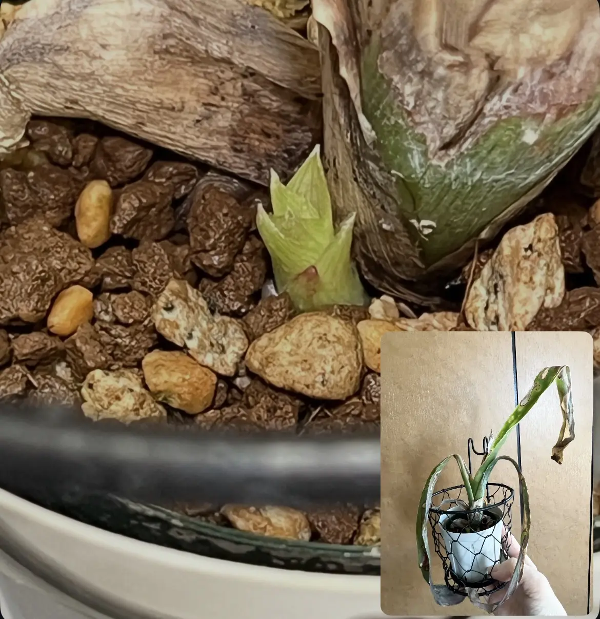 ビルベルギア フラアウワナ子株