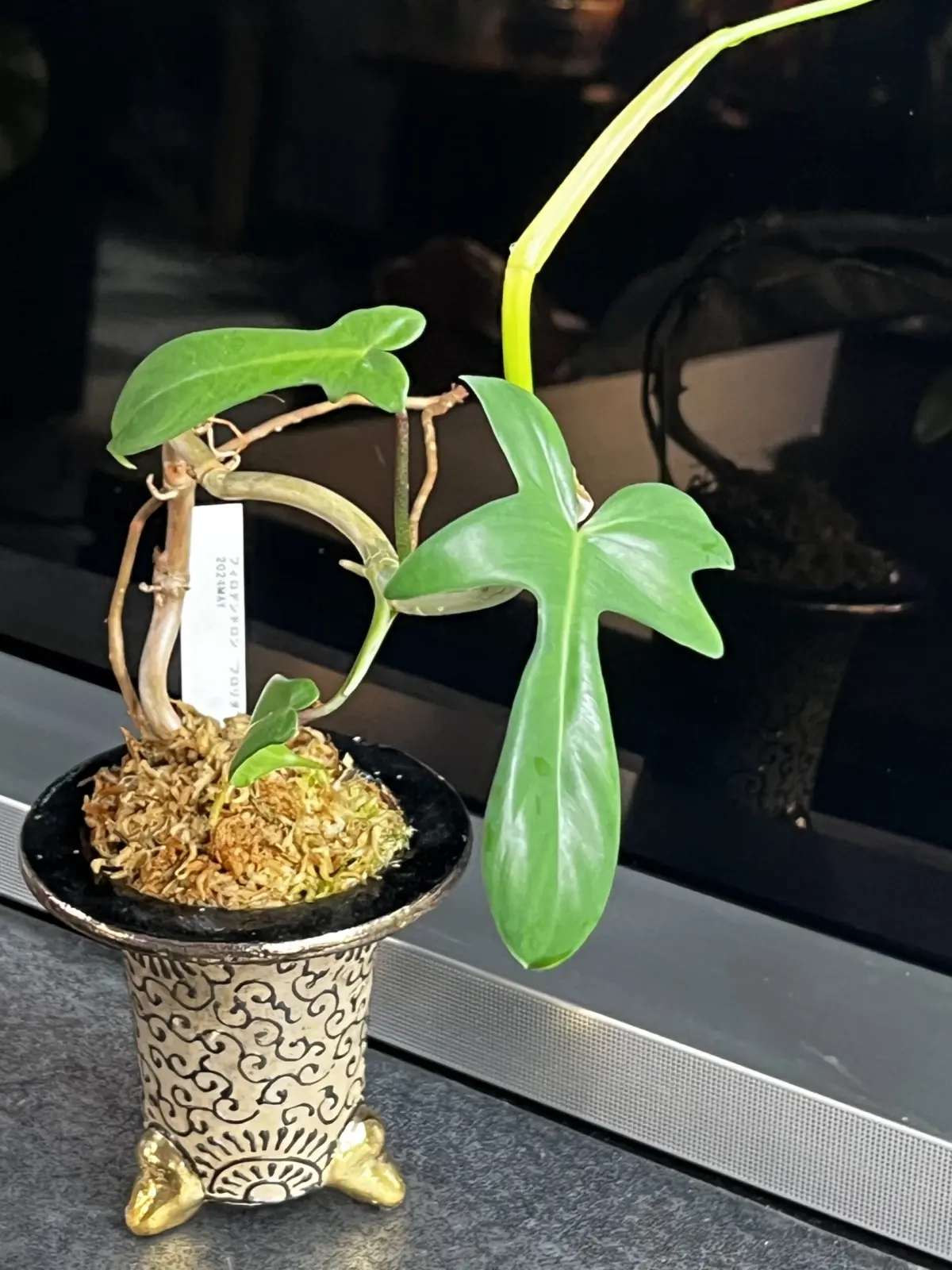 フィロデンドロン　フロリダ　アロイド盆栽