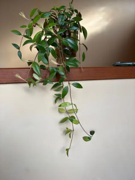 コドナンテ　クラシフォリア　水差し