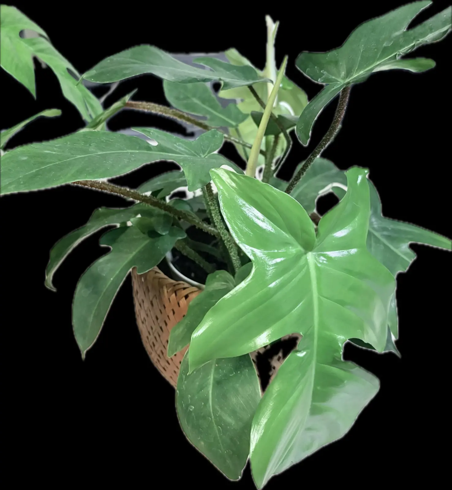 フィロデンドロン スクアミフェルム