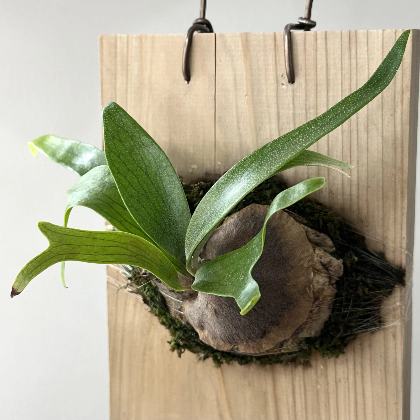 ビカクシダ ジーゼンヘンネ 成長記録4