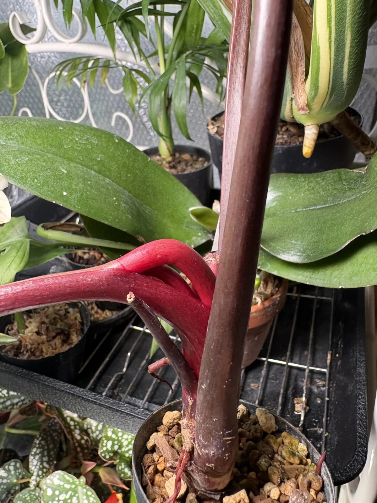 フィロデンドロン　ピンクバーキン