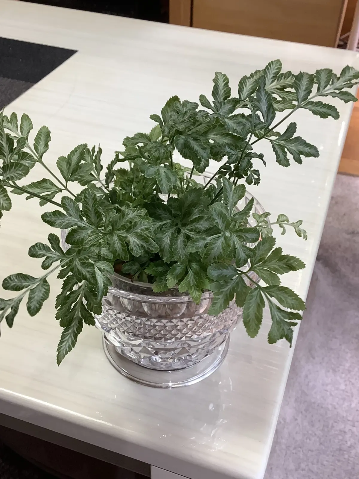 プテリス　エバージェミエンシス