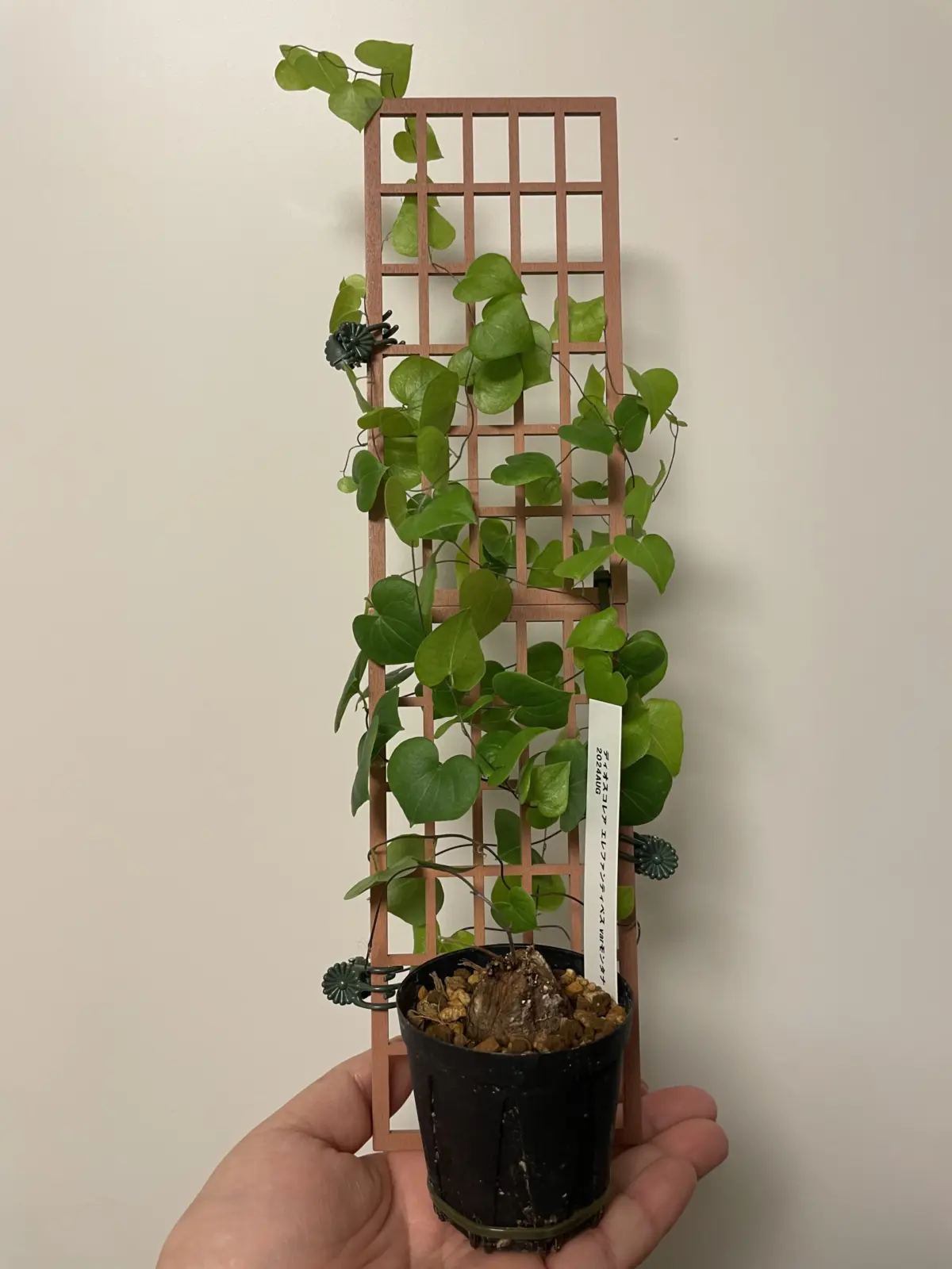 ディオスコレア エレファンティベス varモンタナ