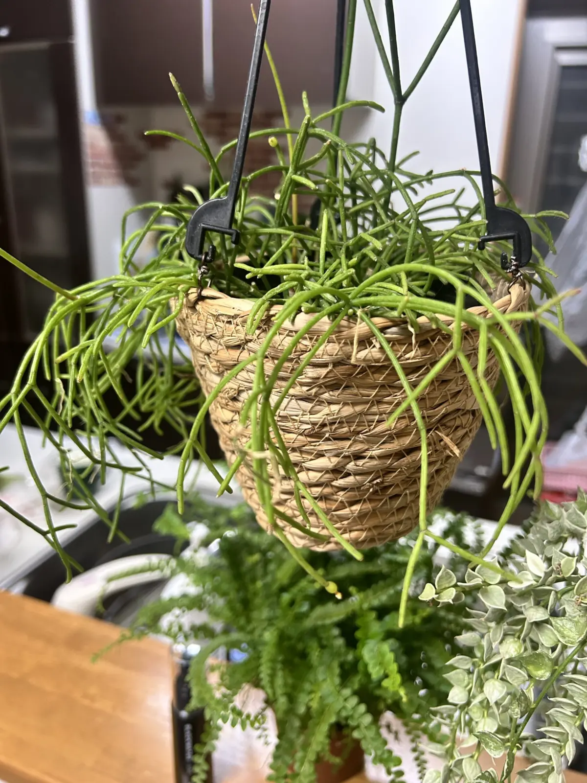 リプサリス/カスッサ