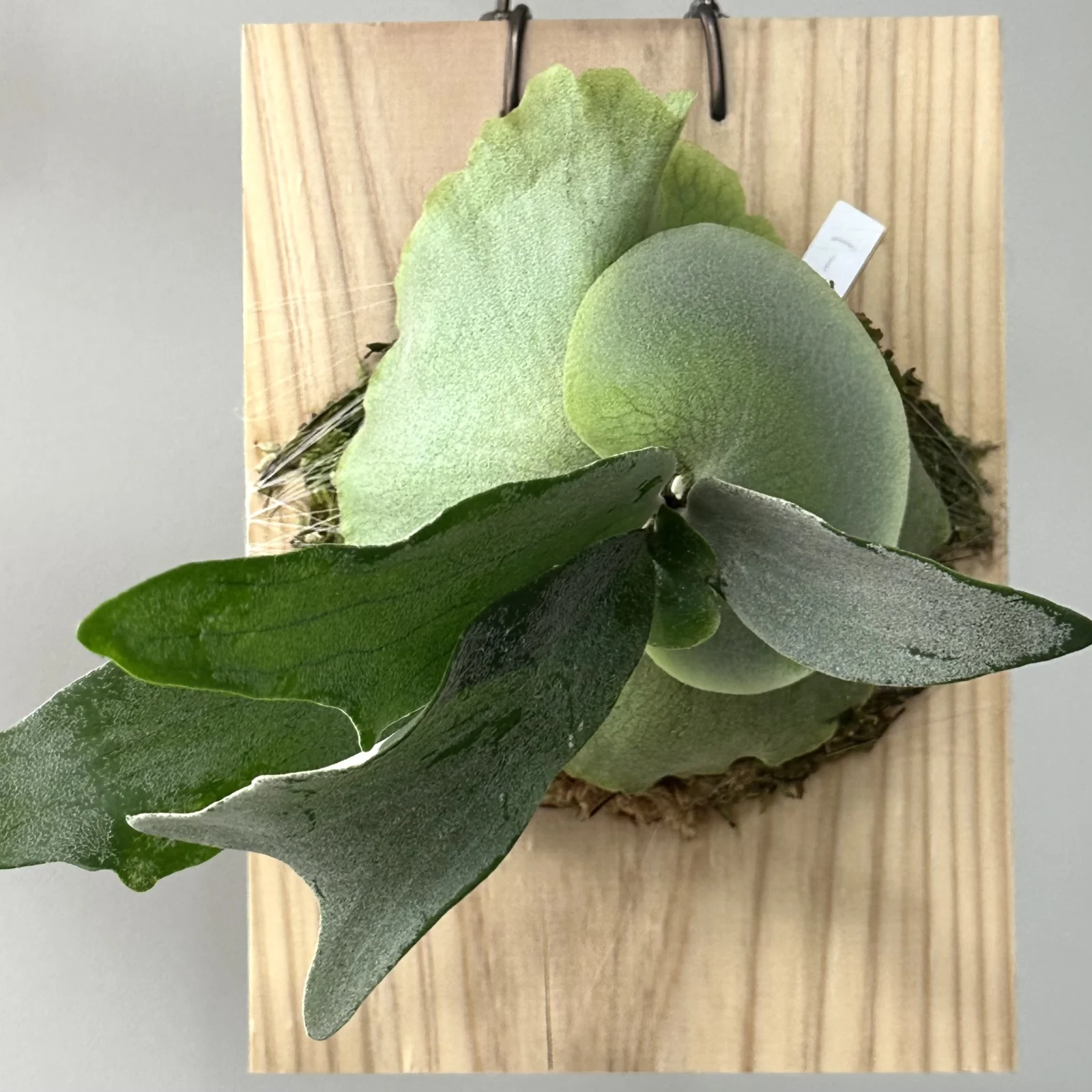 ビカクシダ イーワン E-1