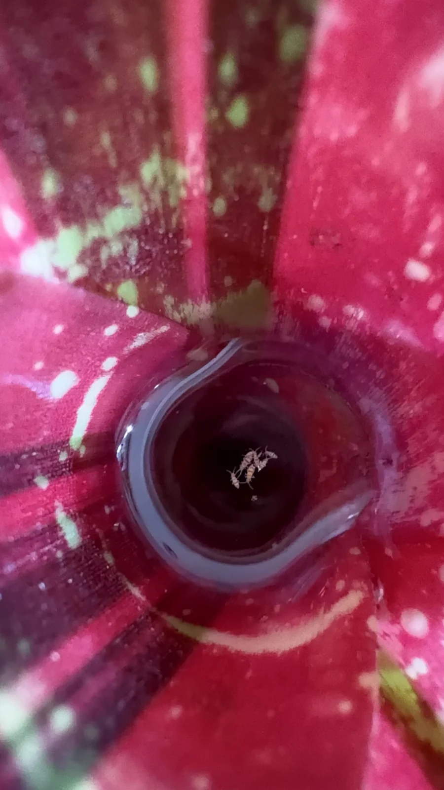 ネオレゲリア モラベザ 虫