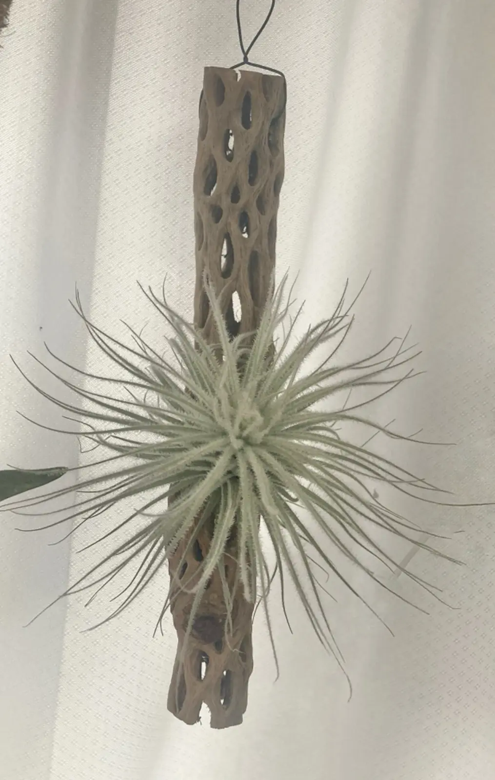 ティランジア テクトラム